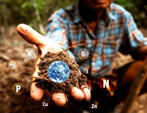 Everything You Need to Know About Tree Fertilization