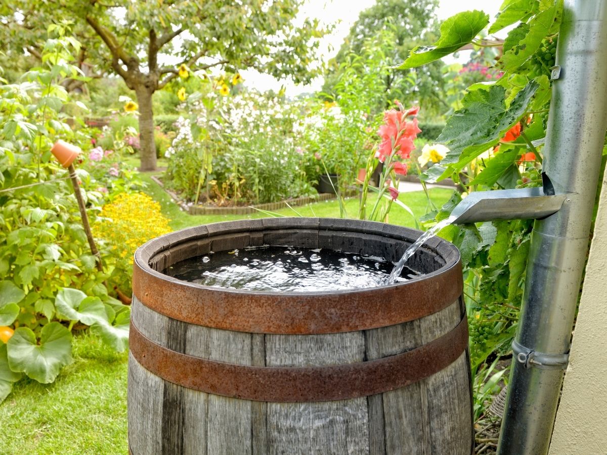 water barrel rain garden